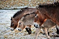 Mongolian Wild Horse 004 copyright Villayat Sunkmanitu